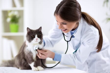 werk dierenarts paraveterinair 402931909